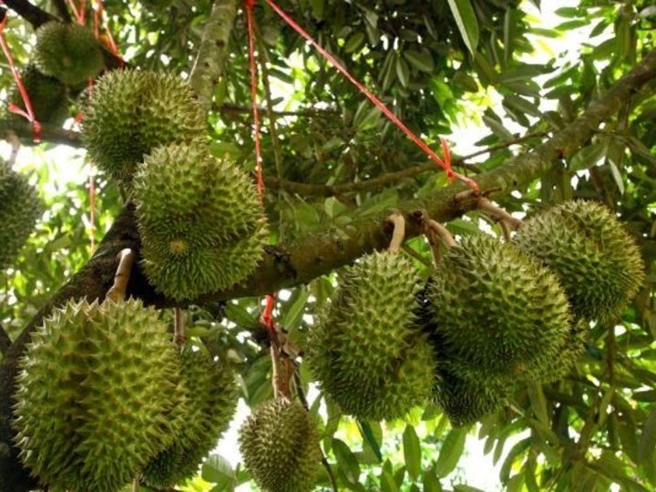 attraction-Durian Plantations Kmapot 1.jpg